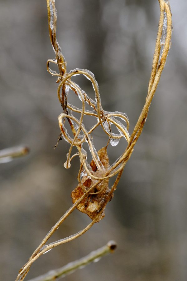 Glassy Glade I - Image 8