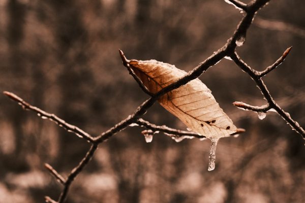 Glassy Glade I