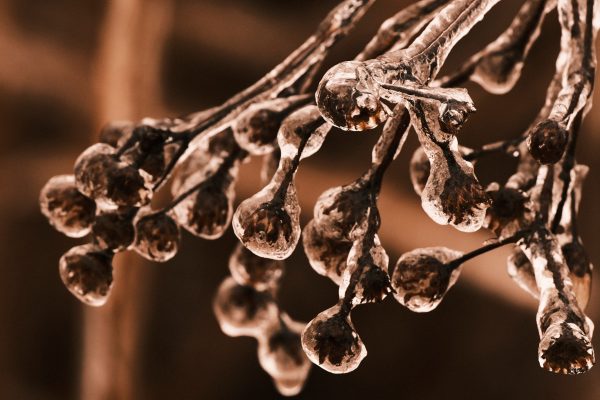 Glassy Glade II - Image 7
