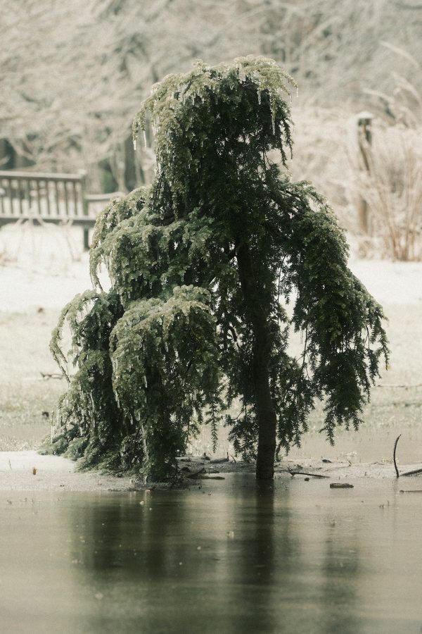 Glassy Glade II - Image 2