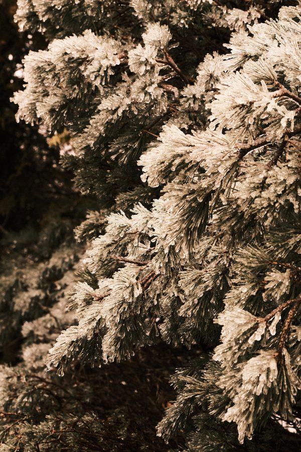 Glassy Glade II - Image 3