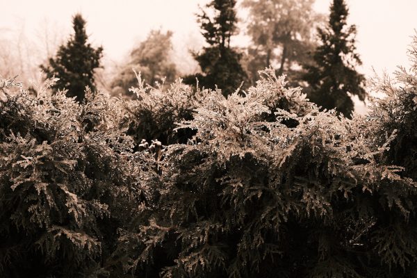 Glassy Glade II