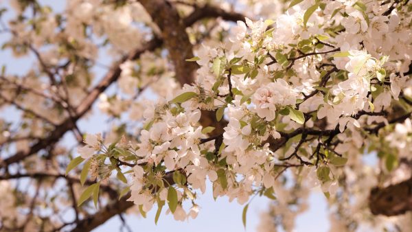 ISTB Intimate Blooms - Image 7