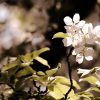 ISTB Intimate Blooms - Image 2