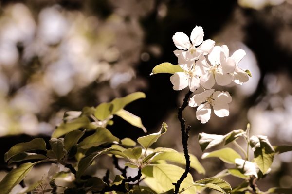ISTB Intimate Blooms - Image 2