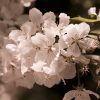 ISTB Intimate Blooms - Image 4