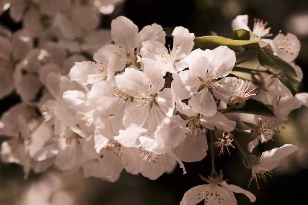 ISTB Intimate Blooms - Image 4