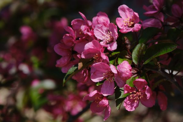 ISTB Intimate Blooms - Image 3
