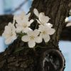 ISTB Intimate Blooms - Image 5