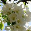 ISTB Intimate Blooms - Image 8