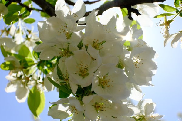 ISTB Intimate Blooms - Image 8