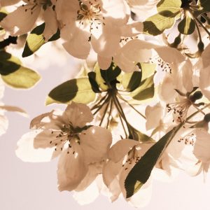 ISTB Intimate Blooms