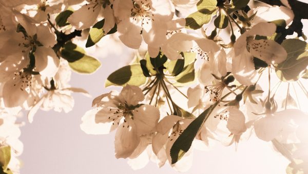ISTB Intimate Blooms