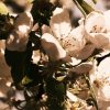 ISTB Intimate Blooms - Image 6