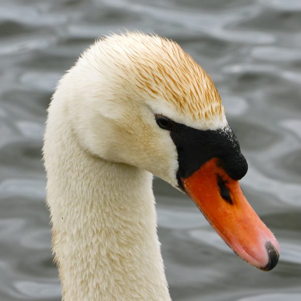 Kensington III-A - Wings on the Water - Image 4