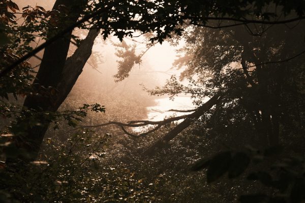 Morning Shroud