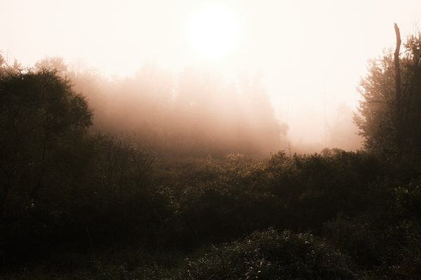 Morning Shroud - Image 8