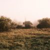 Morning Shroud - Image 5