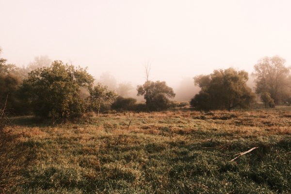 Morning Shroud - Image 5