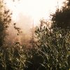 Morning Shroud - Image 6