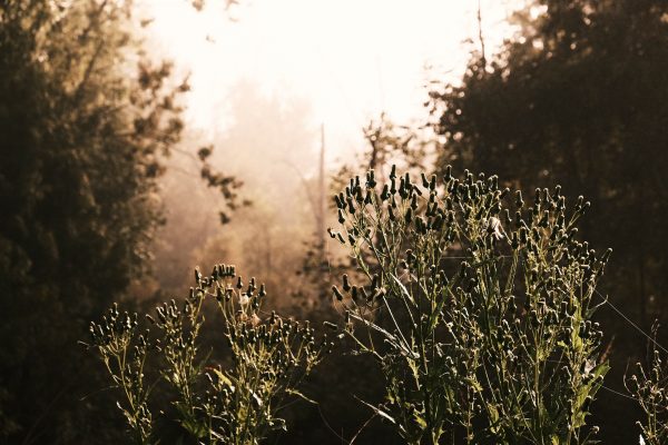 Morning Shroud - Image 6