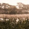 Morning Shroud - Image 2