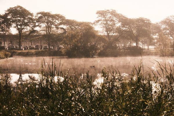 Morning Shroud - Image 2