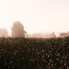 Morning Shroud - Image 7