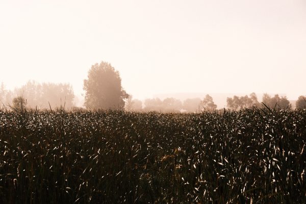 Morning Shroud - Image 7