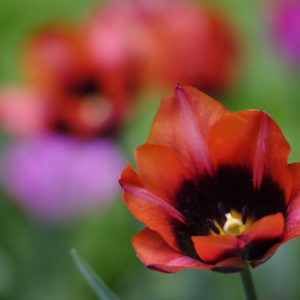 Ruddy Blooms
