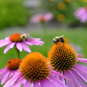 Bee Blooms