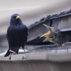 Calvins - Chicks