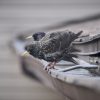 Calvins - Nesting - Image 7
