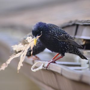 Calvins - Nesting