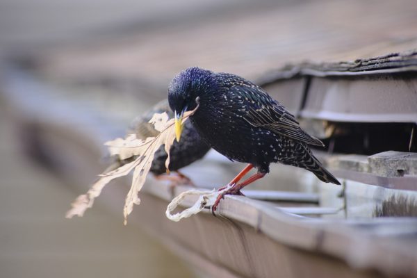 Calvins - Nesting