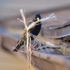 Calvins - Nesting - Image 8