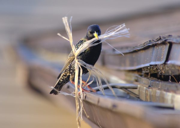 Calvins - Nesting - Image 8