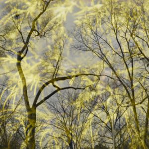 Trees Electric