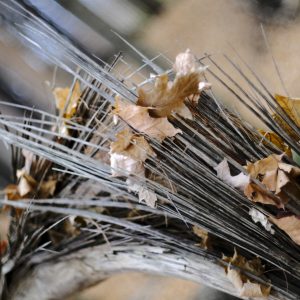 Forest Shards