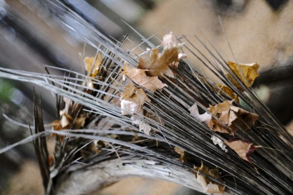 Forest Shards
