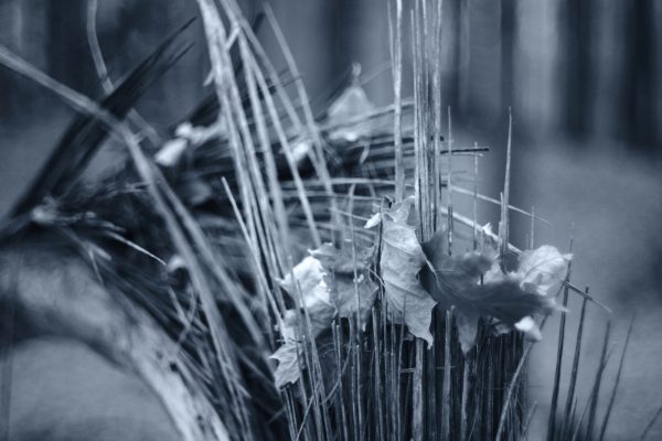 Forest Shards - Image 2
