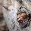 Forest Shards - Image 8