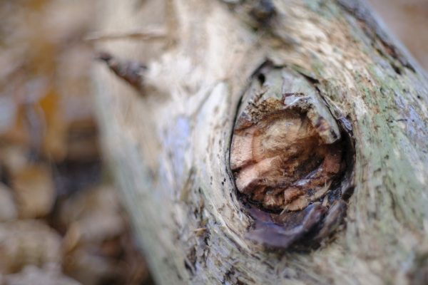 Forest Shards - Image 8