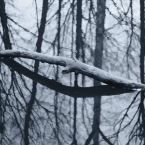 Forest Shards 11 1080