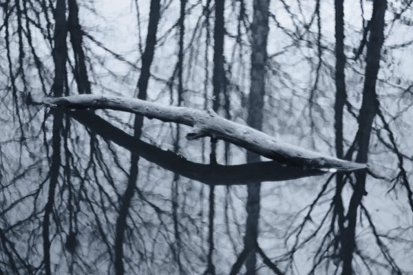 Forest Shards - Image 7