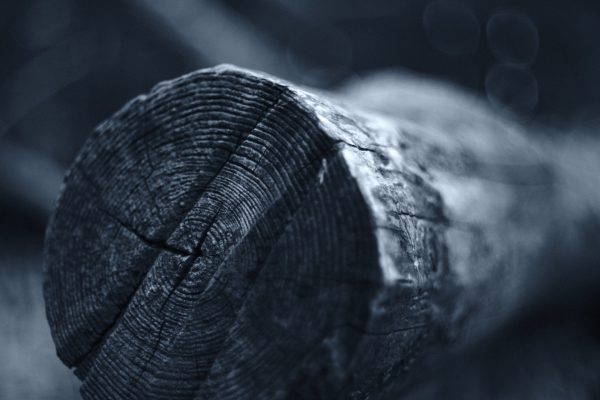 Forest Shards - Image 4