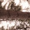 Forest Shards - Image 3