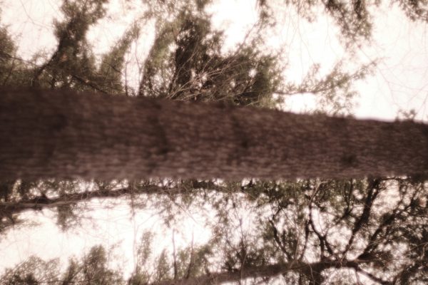 Forest Shards - Image 3