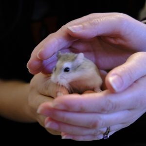 Hamrietta