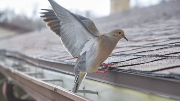 Love Doves I - Image 2